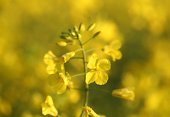 Image showing Golden Canola