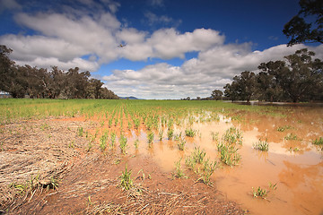 Image showing Flooded crops in Central West NSW