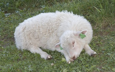 Image showing Sleeping lamb