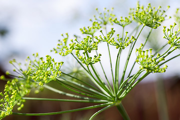 Image showing green umbrella dill