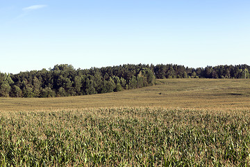 Image showing Green corn field