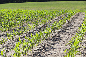 Image showing agricultural field with corn