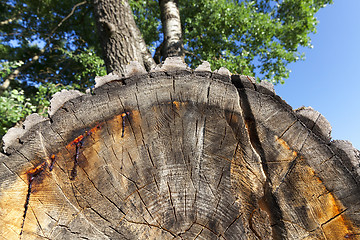 Image showing old tree trunk