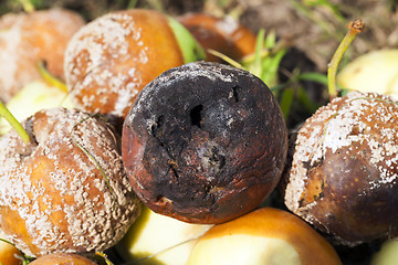 Image showing spoiled apples, close-up