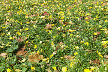 Image showing autumn in the park