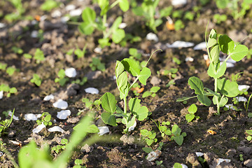 Image showing young green peas