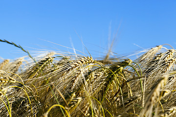 Image showing ripe yellow cereals