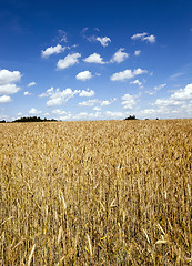 Image showing agricultural field