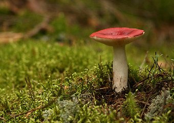 Image showing Mushroom