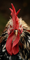 Image showing Cock