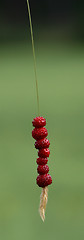 Image showing Wild strawberry