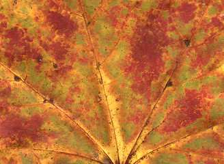 Image showing vivid autumnal colors