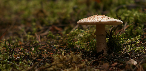 Image showing Mushroom