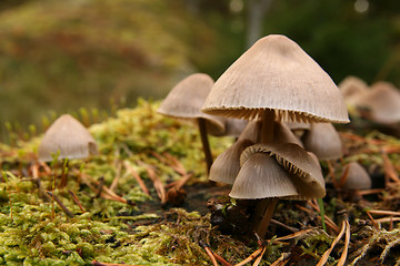 Image showing Mushroom