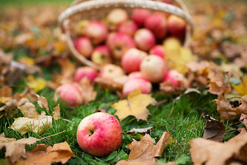 Image showing wicker basket of ripe red apples at autumn garden