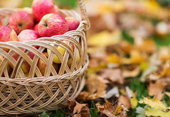 Image showing wicker basket of ripe red apples at autumn garden