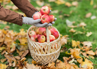 Image showing woman with basket of apples at autumn garden