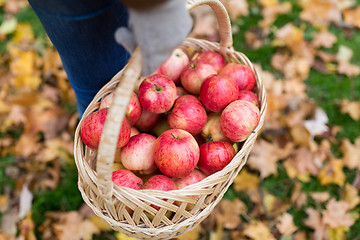 Image showing woman with basket of apples at autumn garden