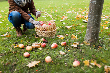 Image showing woman with basket picking apples at autumn garden