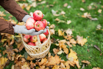 Image showing woman with basket of apples at autumn garden