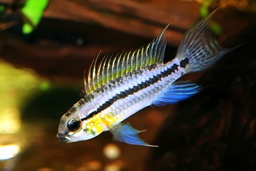 Image showing Apistogramma bitaeniata