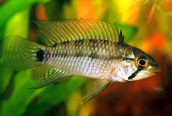 Image showing Apistogramma sp. emerald alenquer