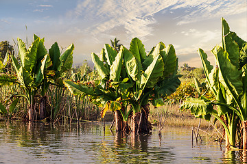 Image showing Madagascar traditional river landscape