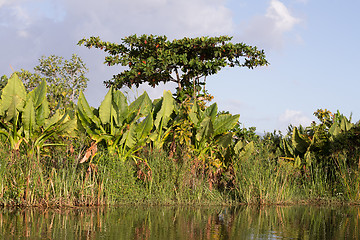 Image showing Madagascar traditional river landscape