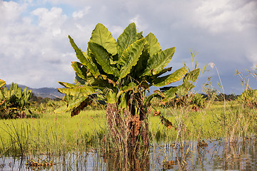 Image showing Madagascar traditional river landscape