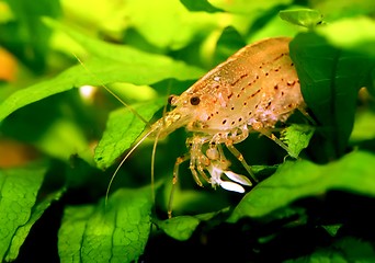 Image showing Caridina japonica