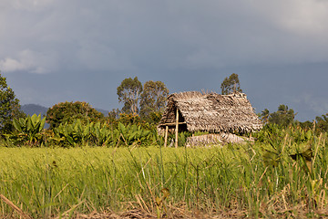 Image showing Madagascar traditional rural landscape with hut