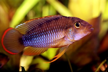 Image showing Apistogramma nijsseni - Male