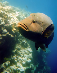 Image showing Napoleon fish