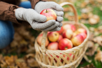 Image showing woman with basket of apples at autumn garden