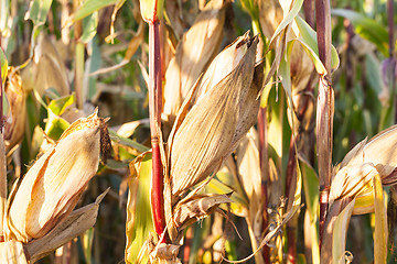 Image showing yellowed ripe corn