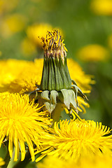 Image showing yellow dandelions in spring