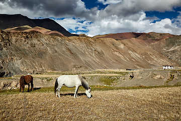 Image showing Horses grazing in Himalayas. Ladakh, India