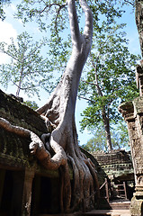 Image showing Ta Prohm Temple, Angkor, Cambodia