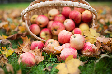 Image showing wicker basket of ripe red apples at autumn garden