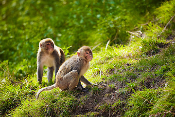 Image showing Rhesus macaques in India