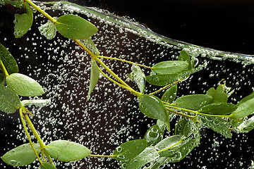 Image showing Leaves In The Water