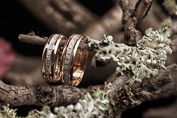 Image showing Rings On A Dry Autumn Branch