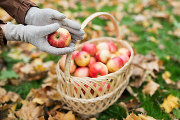 Image showing woman with basket of apples at autumn garden