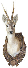 Image showing Roe Deer buck hunting trophy Isolated with Clipping Path