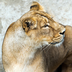 Image showing Lioness (female lion)