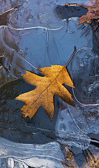 Image showing Autumn background, leaf and frozen water