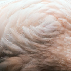 Image showing Pink bird feathers