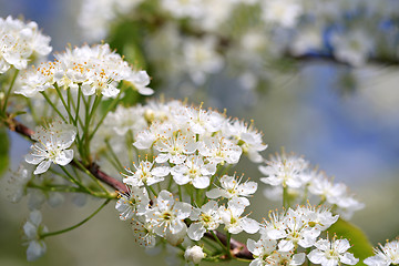 Image showing White Flowers of Prunus Close Up
