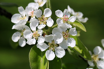 Image showing White Flowers of Apple Tree at Spring