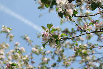 Image showing Apple abloom